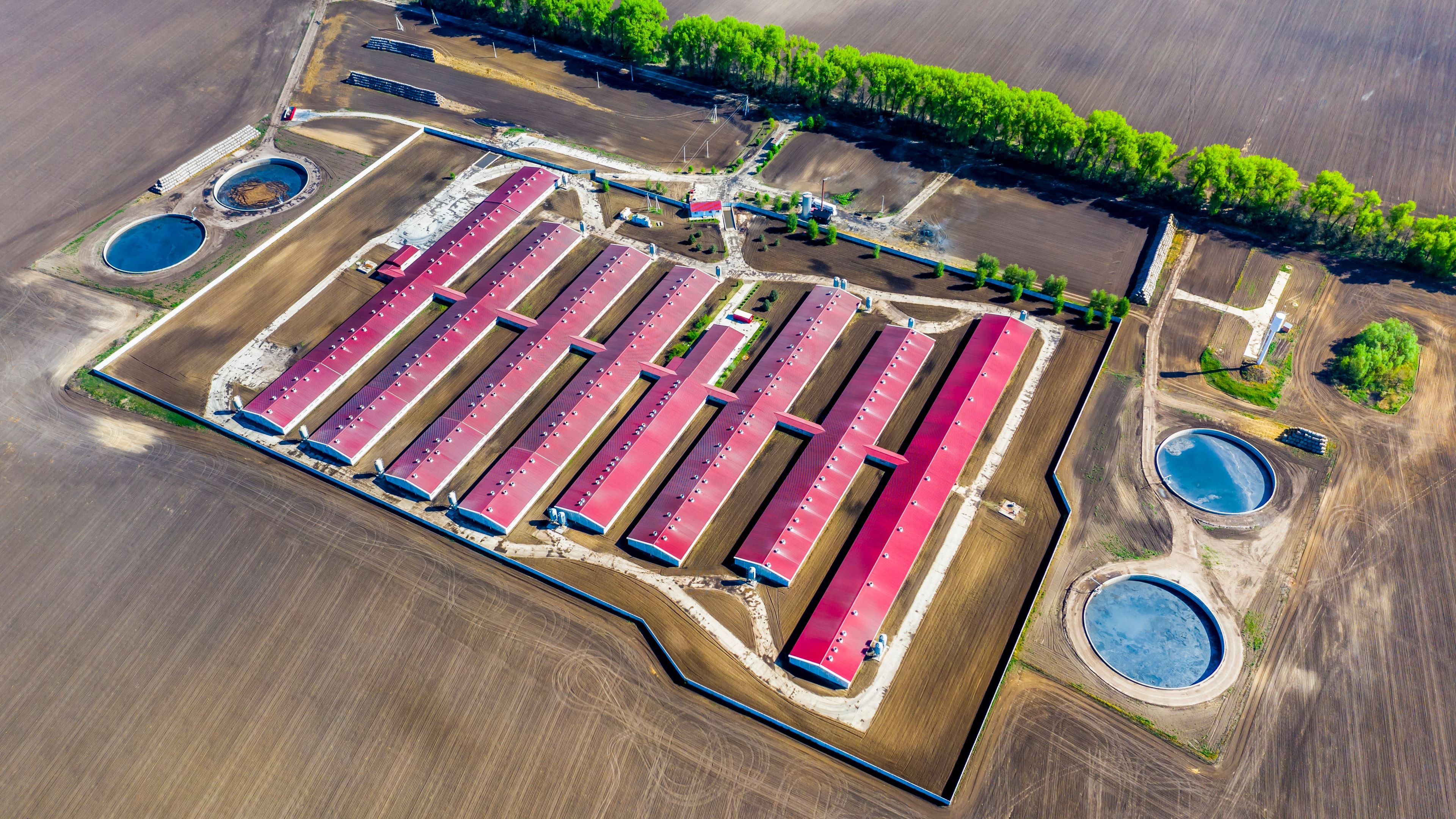 Vista aérea de una granja porcina con ocho naves de cubierta roja y cuatro balsas circulares de almacenamiento junto a la explotación, rodeada de campos arados