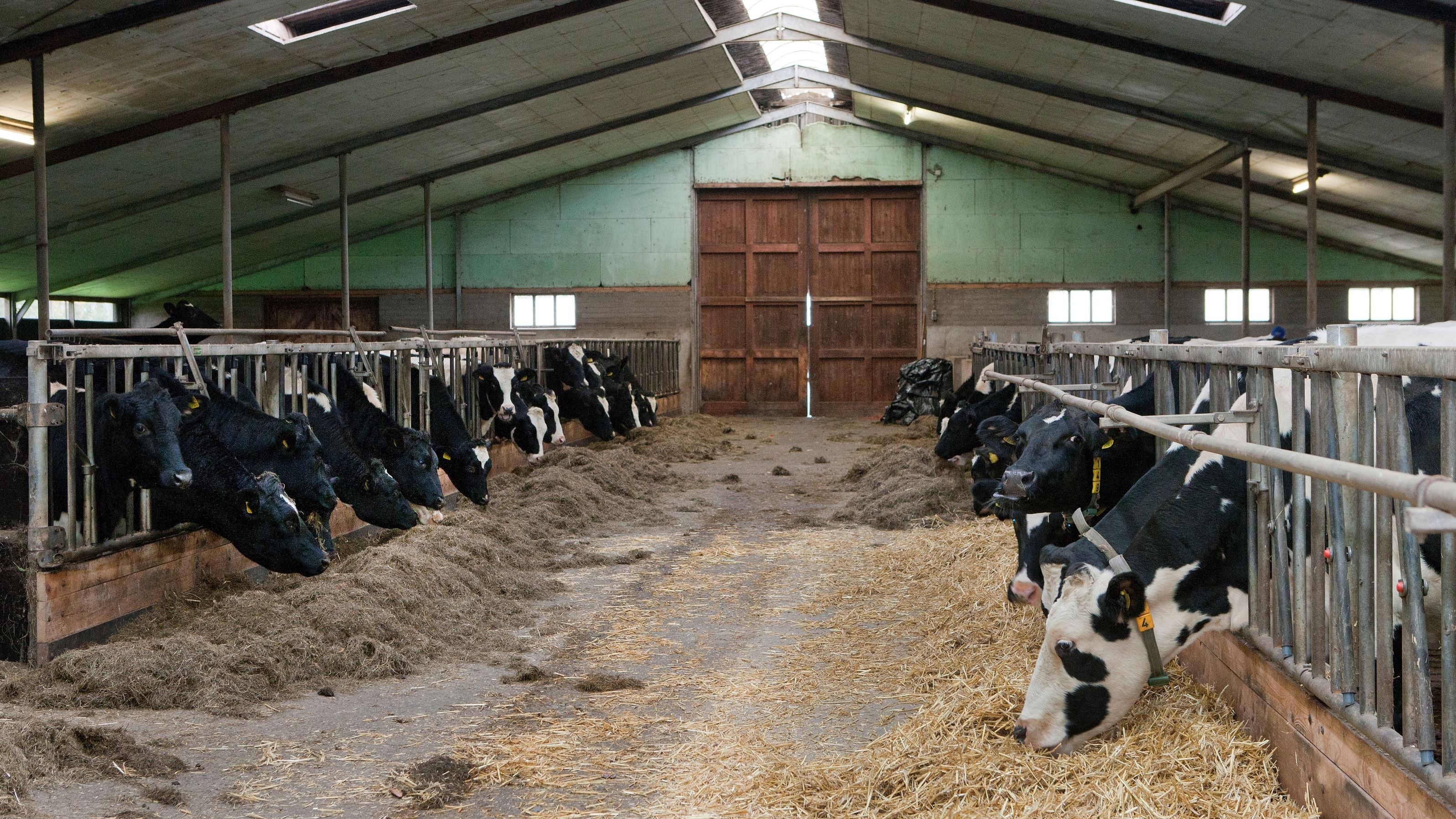 Interior de un establo de vacas de leche frisonas comiendo forraje en los amarres a ambos lados del pasillo de alimentación