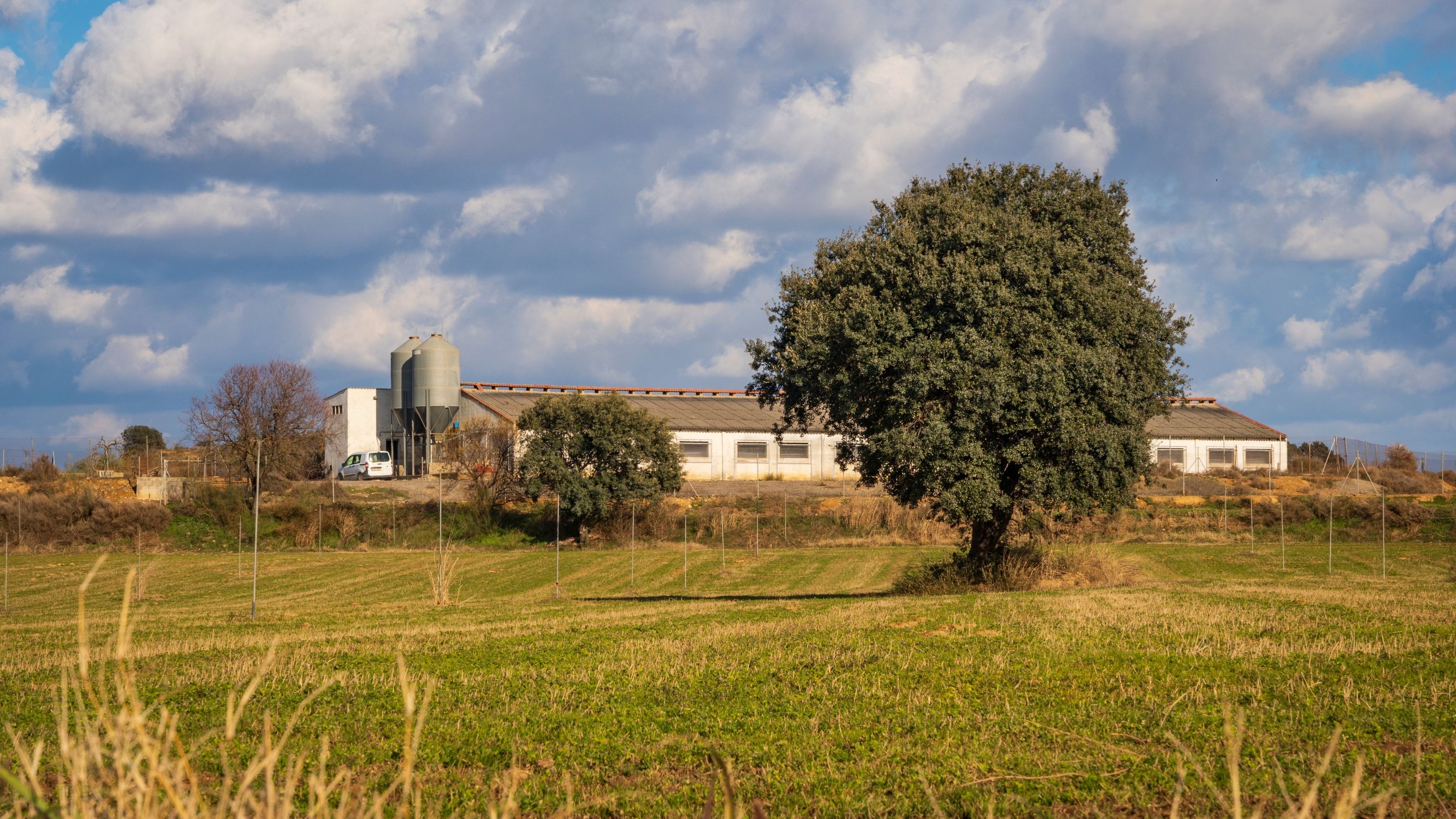 Naves de una granja porcina con silos de pienso detrás de un campo verde, con una encina en primer plano y cielo con nubes